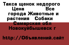 Такса щенок недорого › Цена ­ 15 000 - Все города Животные и растения » Собаки   . Самарская обл.,Новокуйбышевск г.